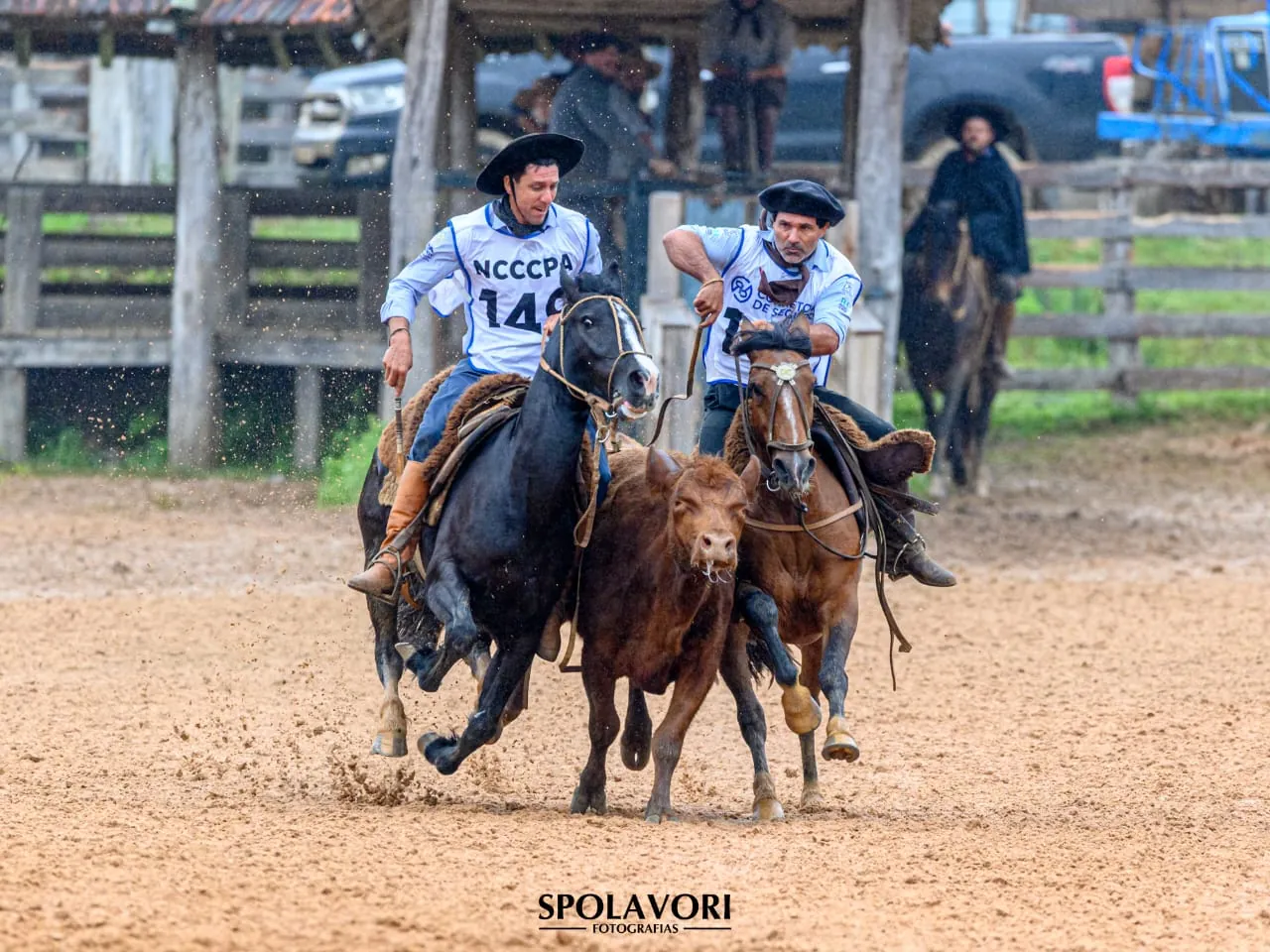 Anderson Nunes e Basca Iara na prova de campo, em dupla, conduzindo o gado