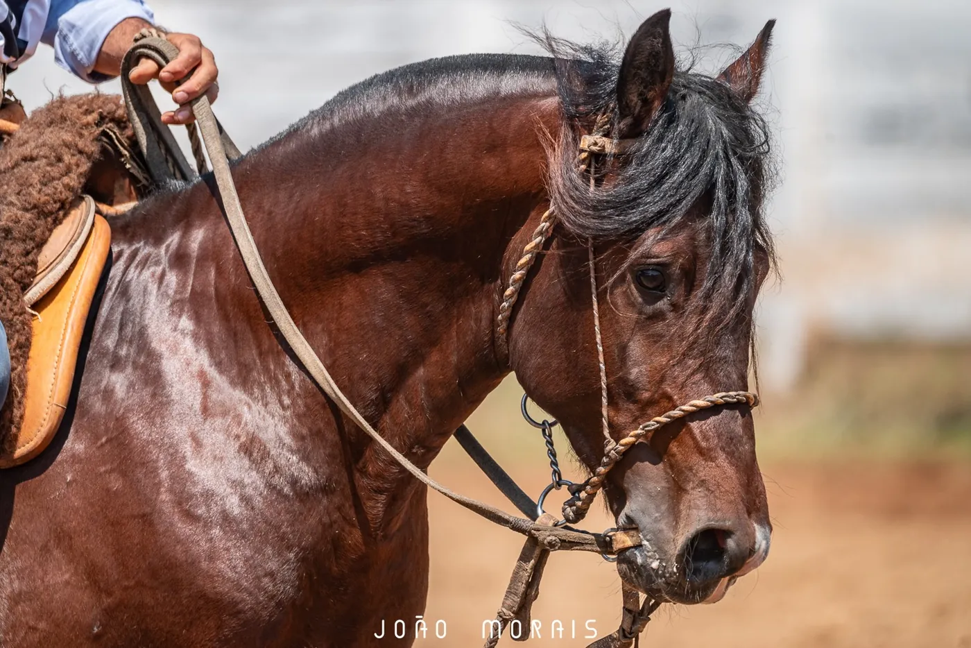 Retrato de um cavalo em prova, olhar atento e concentrado