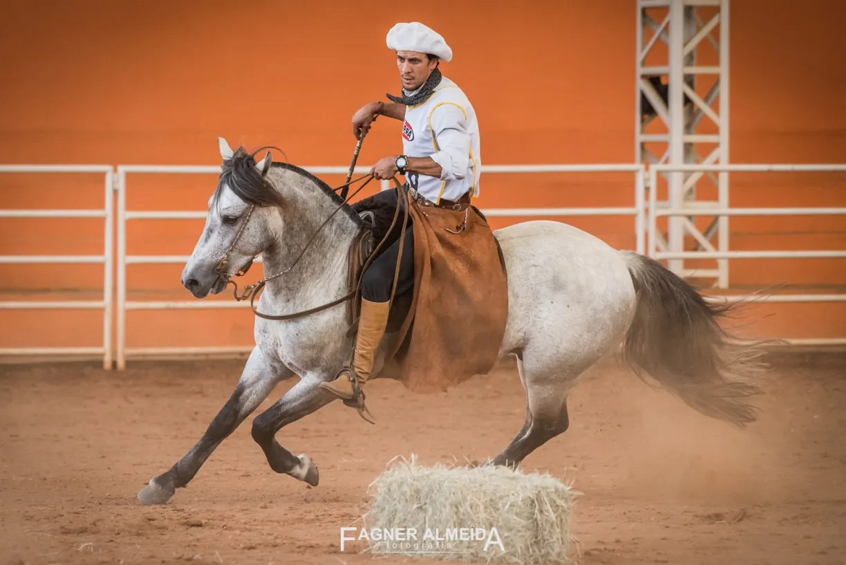 Cavalo cinza em movimento, em arena coberta